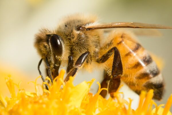 Вы можете подумать, что сегодня обычный день, но нет, во всем мире отмечается день пчел!